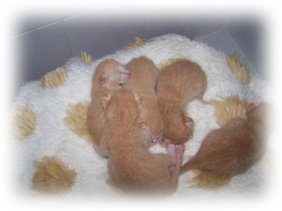 5 beautiful red variant kittens